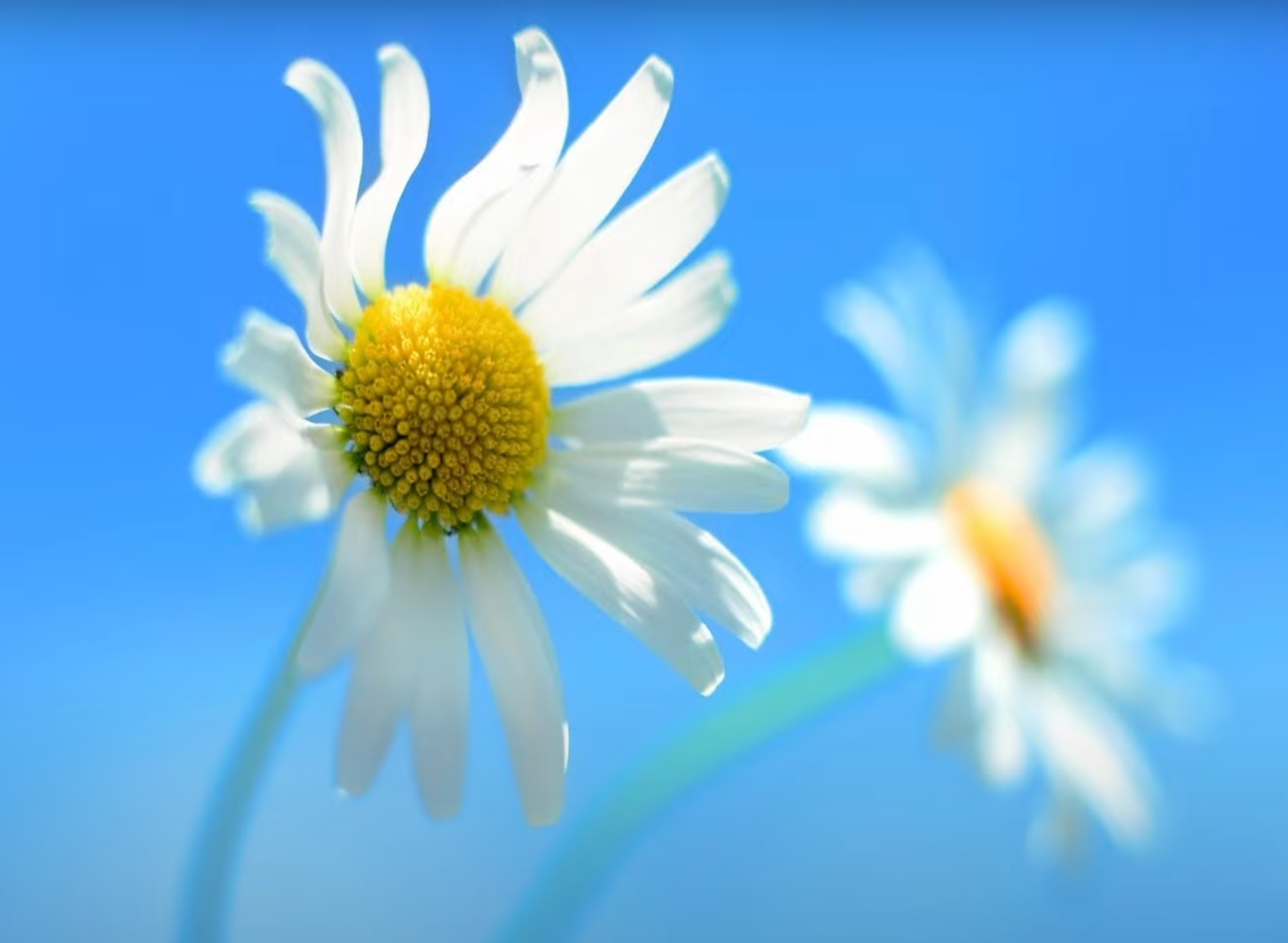 Twee bloemen op blauwe achtergrond